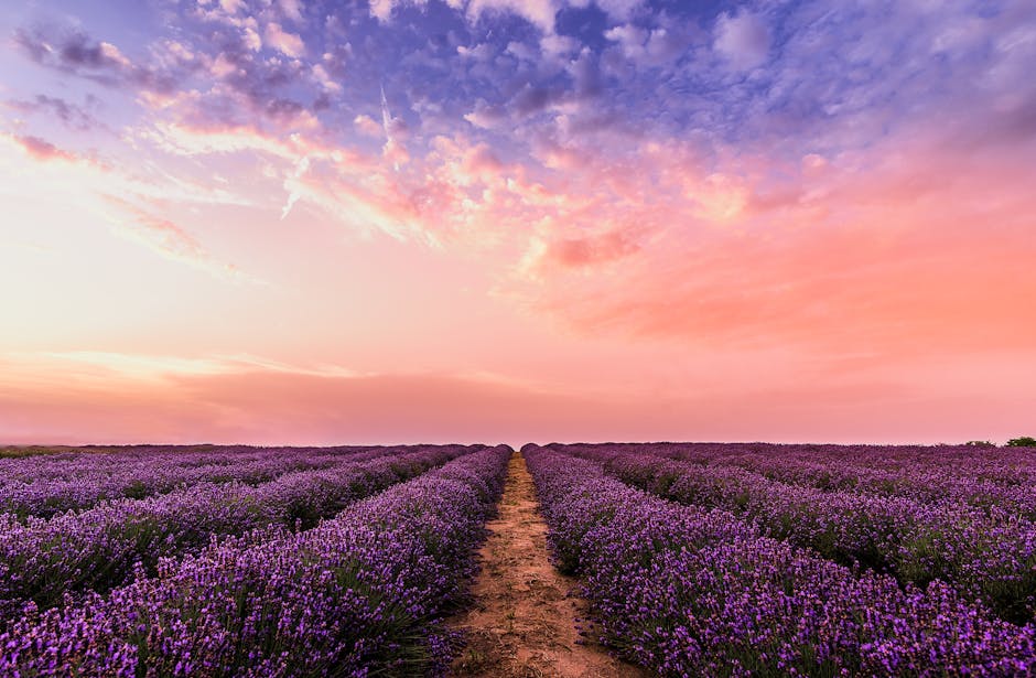 Lavender field at sunset