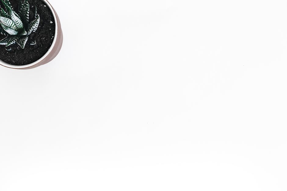 Minimalist succulent representing efficiency