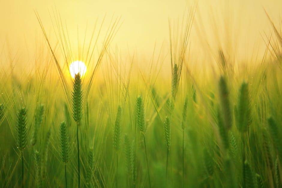 Wheat field at sunrise representing support and growth