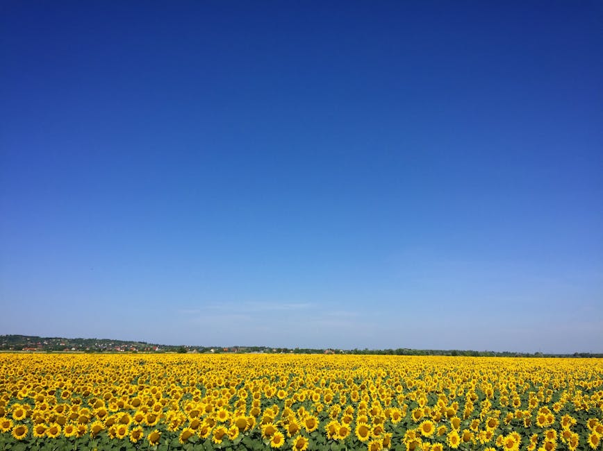 Sunflower field representing abundance